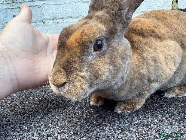 Rex rabbits - Advert 8