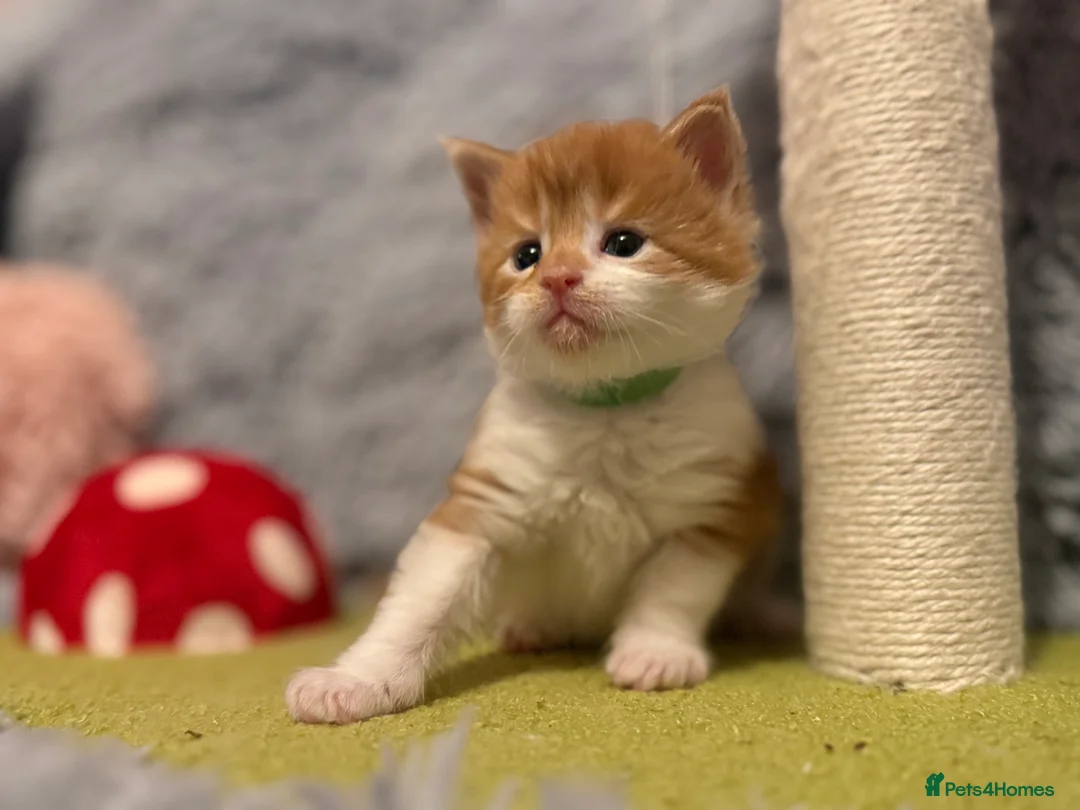 Maine Coon cats for sale: Maine coon kittens reds stunning pedigree’s  - Advert 33