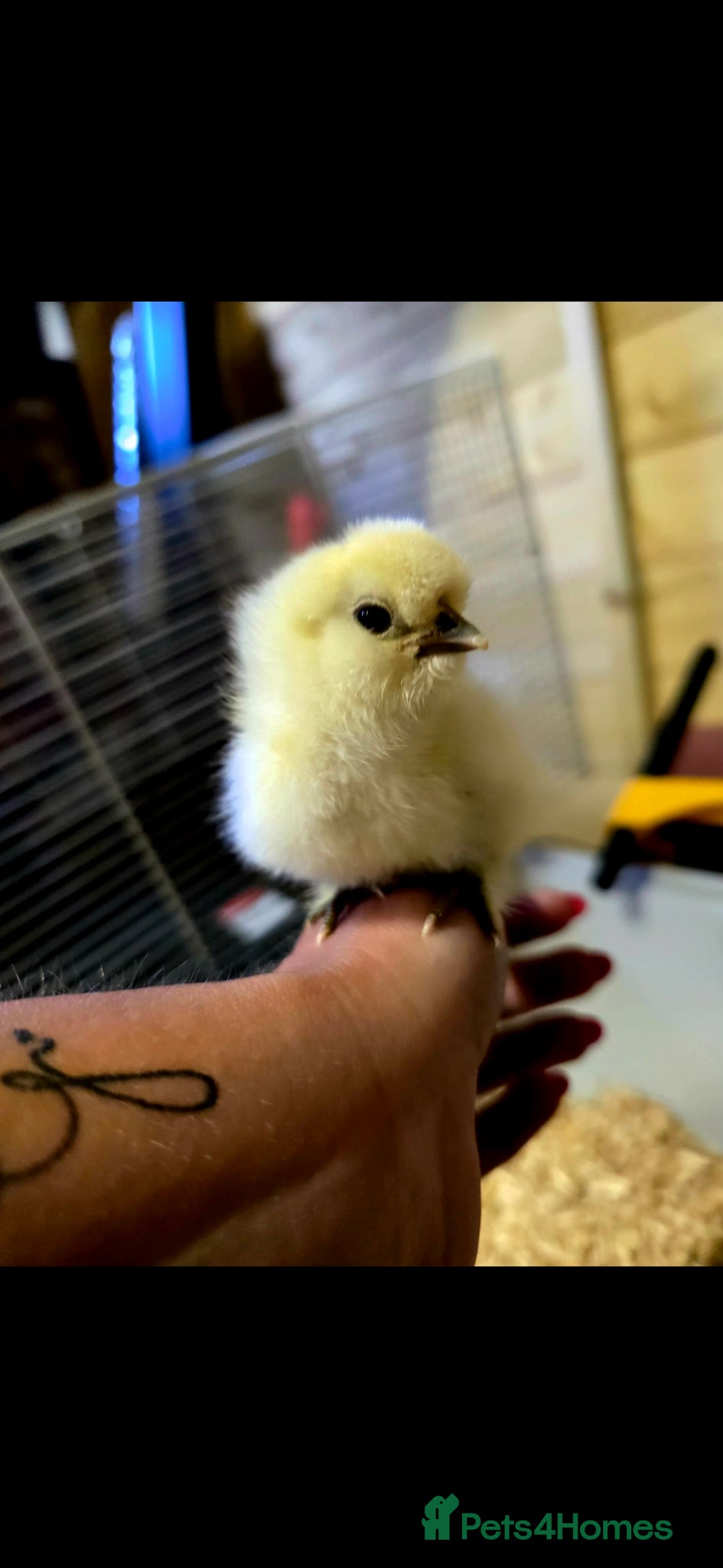 Chickens poultry for sale: Days old chicks available  - Advert 6