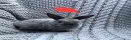Rex rabbits for sale: Purebred Velvet Mini Rex Sable rabbits - Advert 4