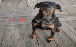 Dobermann dogs for sale: Proper Chunky Euro doberman pups 💕 - Image 29