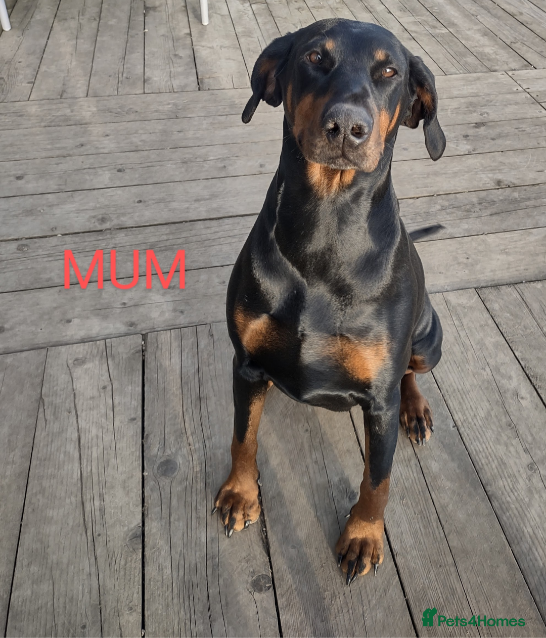 Dobermann dogs for sale: Proper Chunky Euro doberman pups 💕 - Image 29