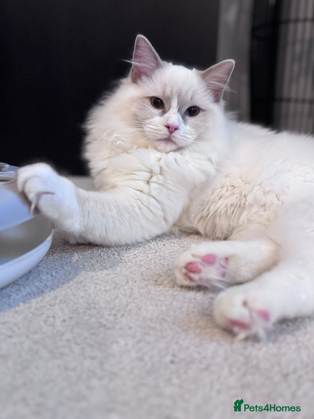 Ragdoll cats for sale: Ragdolls Kittens Blue and lilac  - Advert 6