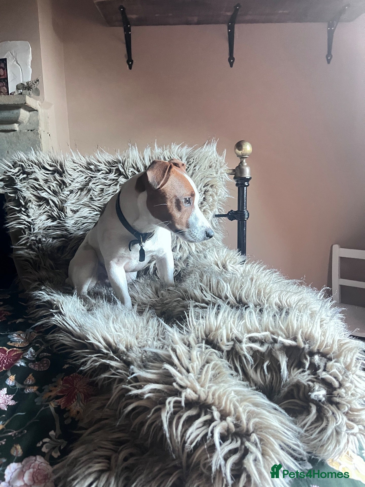 Jack Russell dogs Jack Russell  - Advert 2