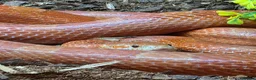 Corn Snake reptiles for sale: Corn snake  - Advert 1