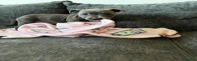 Staffordshire Bull Terrier 1