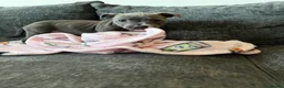 Staffordshire Bull Terrier dogs for sale: Staff puppies - Advert 4