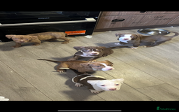 American Bully dogs for sale: American bully pups  - Image 5