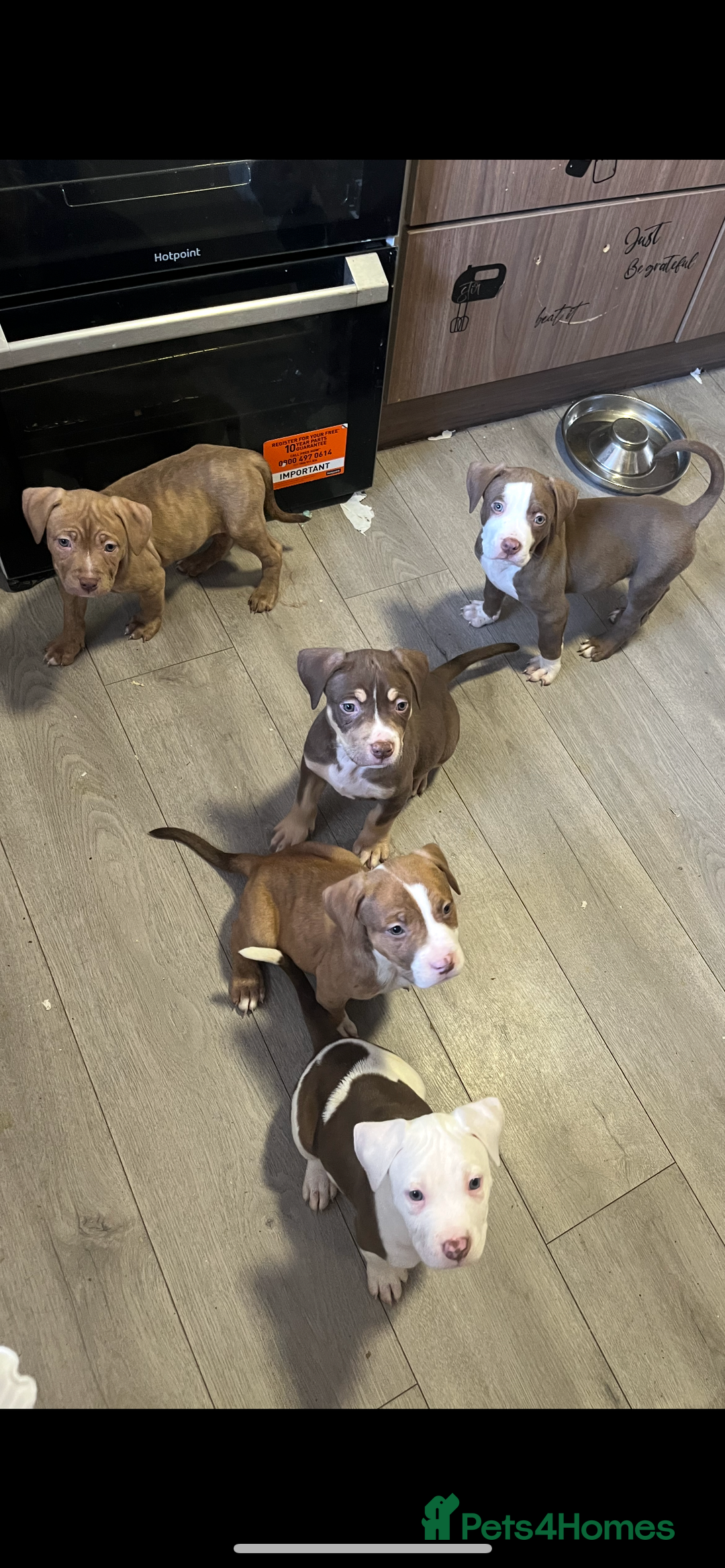 American Bully dogs for sale: American bully pups  - Image 5
