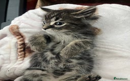 Mixed Breed cats for sale: 2 gorgeous playful kittens - Image 4