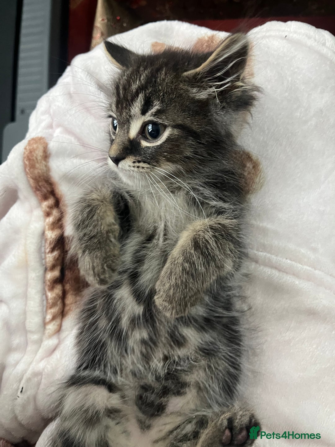 Mixed Breed cats for sale: 2 gorgeous playful kittens - Image 4