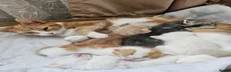 Mixed Breed cats for sale: A loving and friendly kitten - Advert 1