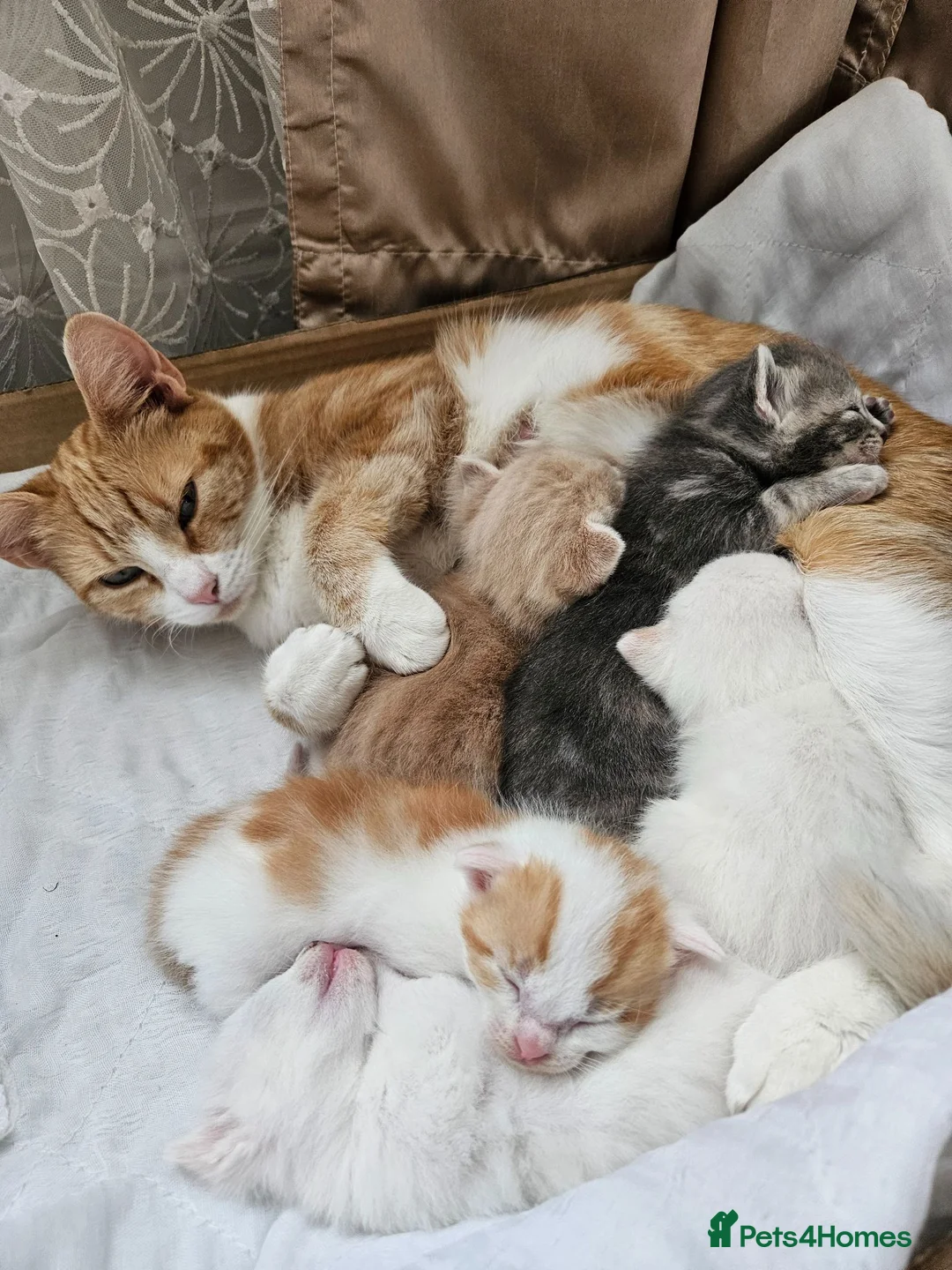 Mixed Breed cats for sale: A loving and friendly kitten - Advert 1