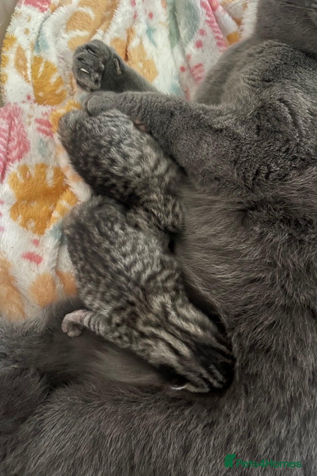 British Shorthair cats for sale: Beautiful Silver Tabby BSH  - Image 1