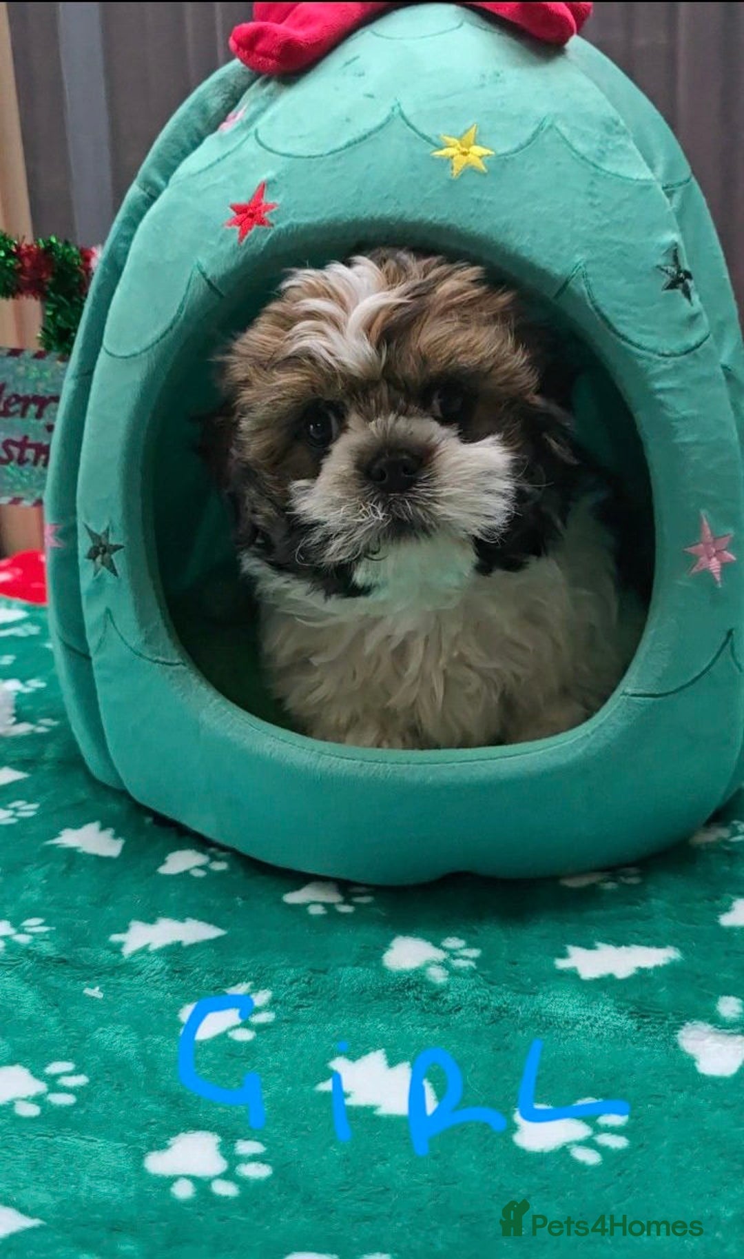 Shih Tzu dogs for sale: Little White Hearts Seeking Their Forever Homes - Advert 10