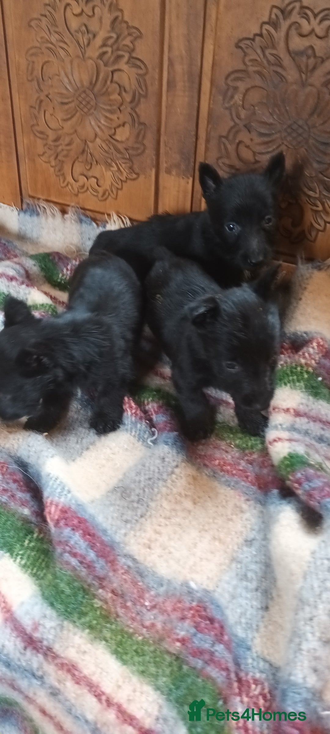Scottish Terrier dogs for sale: Kc registered scottish terrier pups  - Image 8