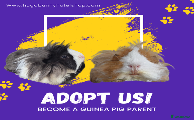 Guinea Pig rodents - Advert 2