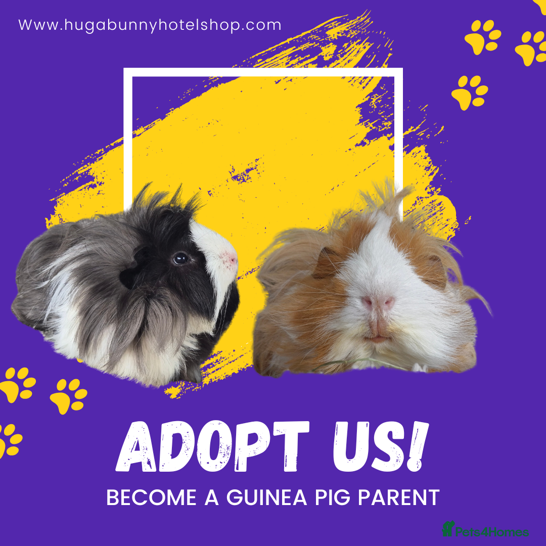 Guinea Pig rodents for sale: 2 bonded male guinea pigs - Image 1