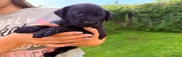 Labrador Retriever dogs for sale: Kc reg black Labrador puppies  - Advert 5