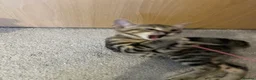 Domestic Shorthair cats for sale: Adorable Tabby Kittens Seeking Their Forever Homes - Advert 15