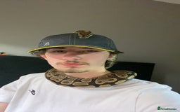 Snake reptiles for sale: 4 snakes need gone - Image 12