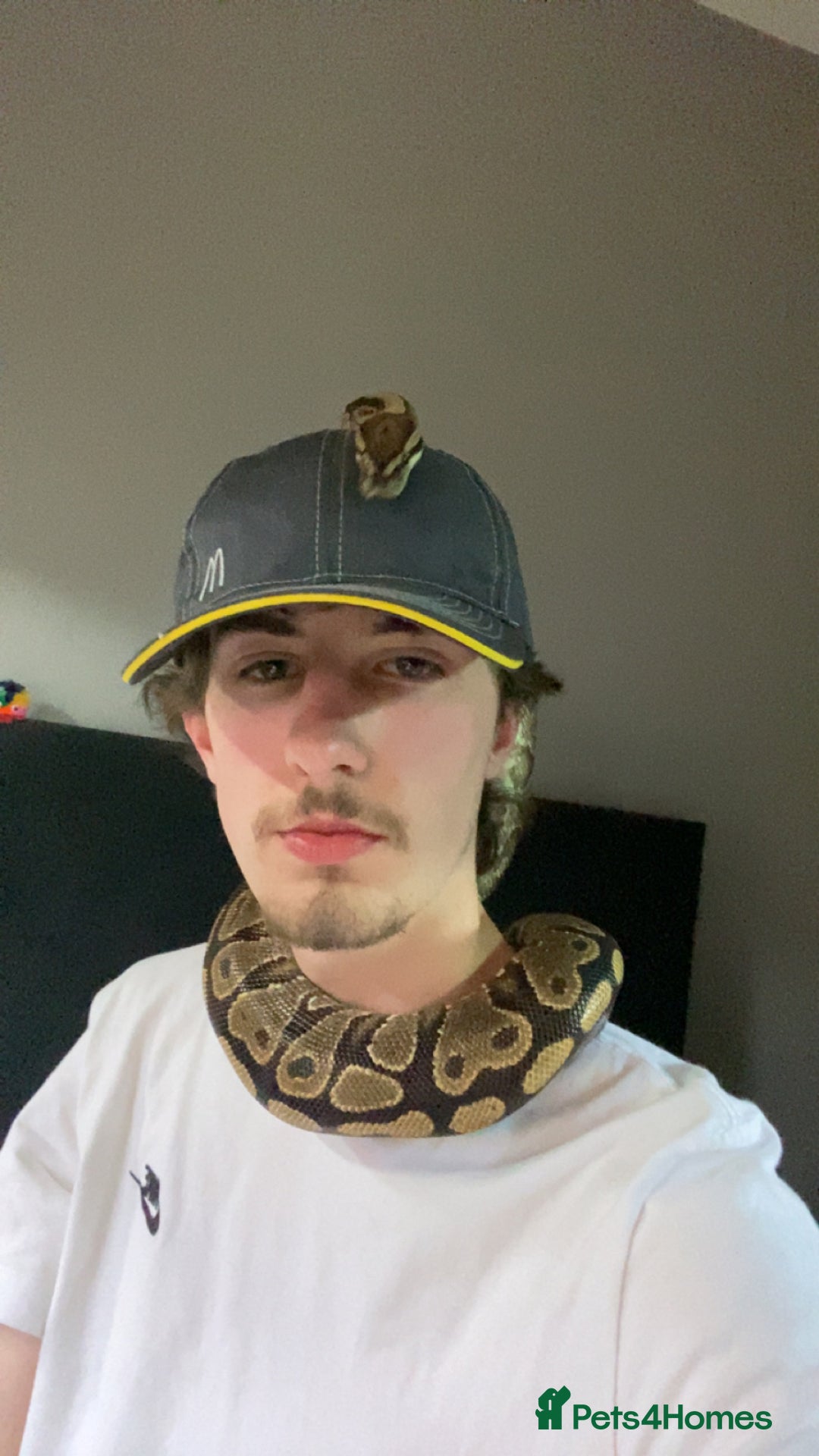 Snake reptiles for sale: 4 snakes need gone - Image 12