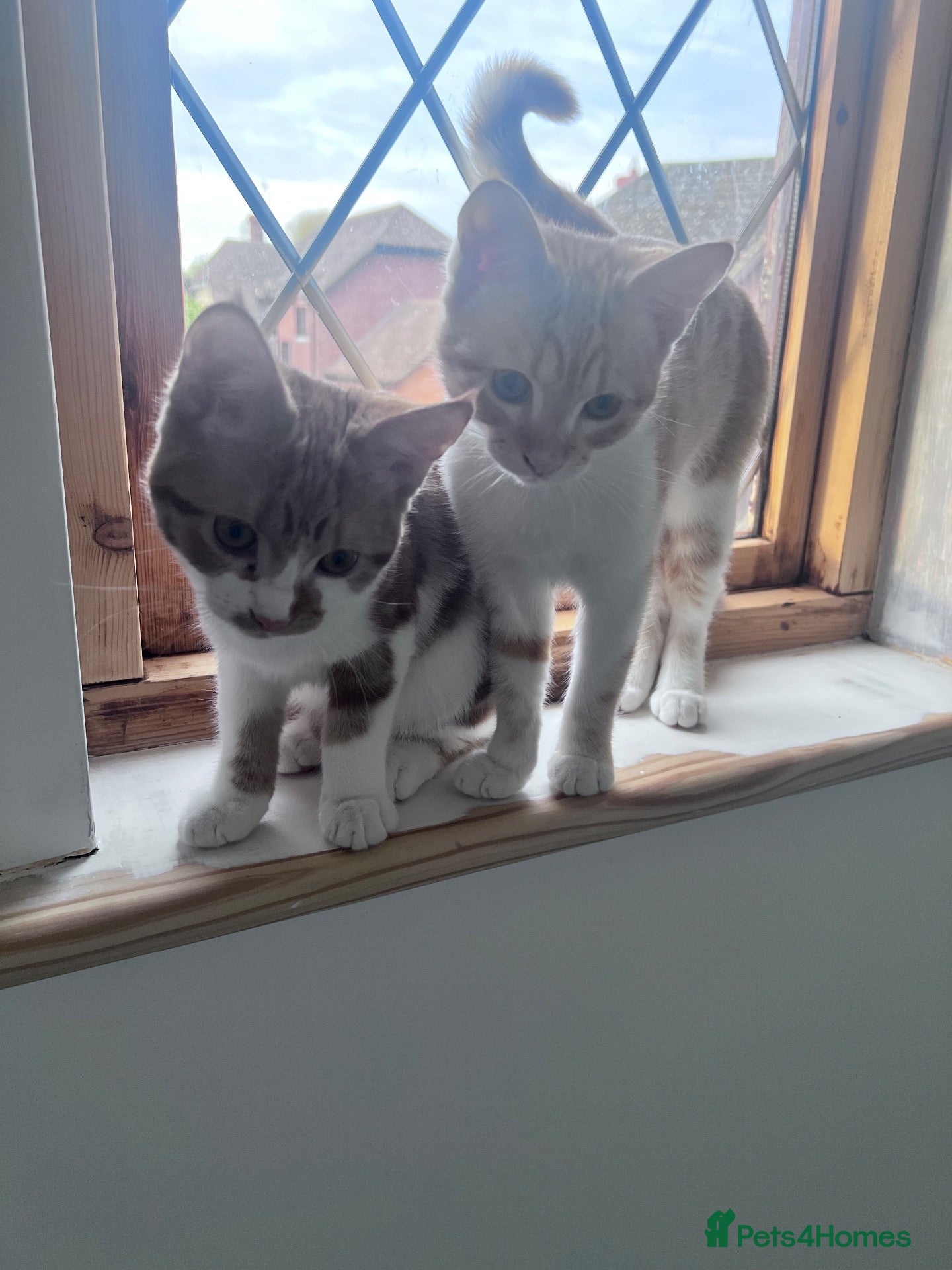 Mixed Breed cats for sale: Two Beautiful Ginger Kittens Looking for Home - Advert 3