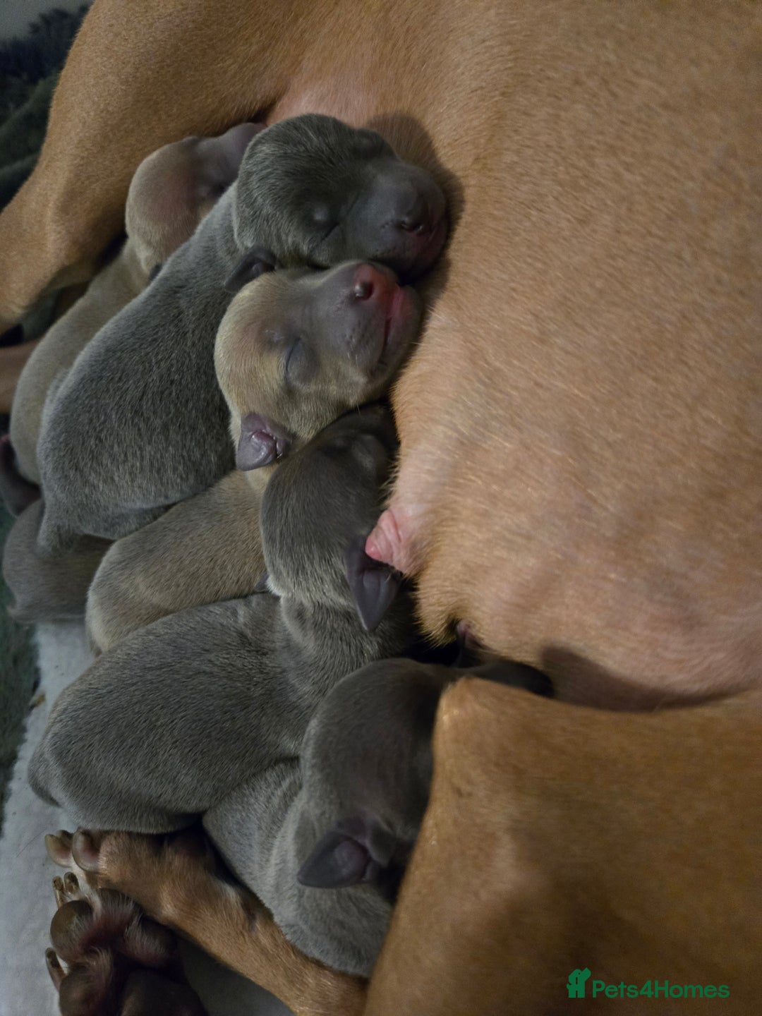 Italian Greyhound dogs for sale: Quality KC Registered Italian Greyhound puppies - Advert 20