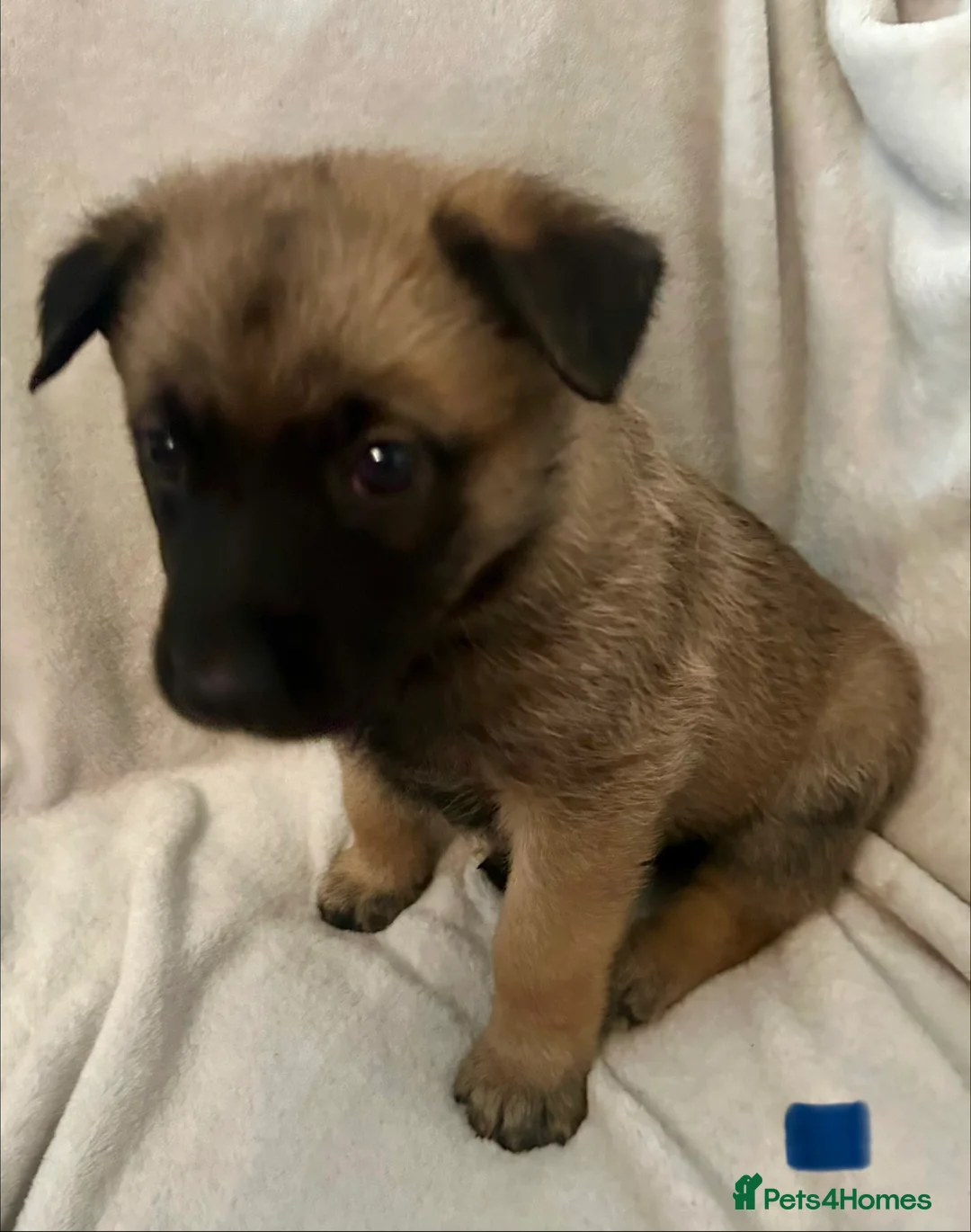 German Shepherd dogs for sale: German shepherd pups - Advert 9