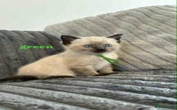 Ragdoll cats for sale: 5 Adorable Ragdoll Kittens🐾 - Image 16