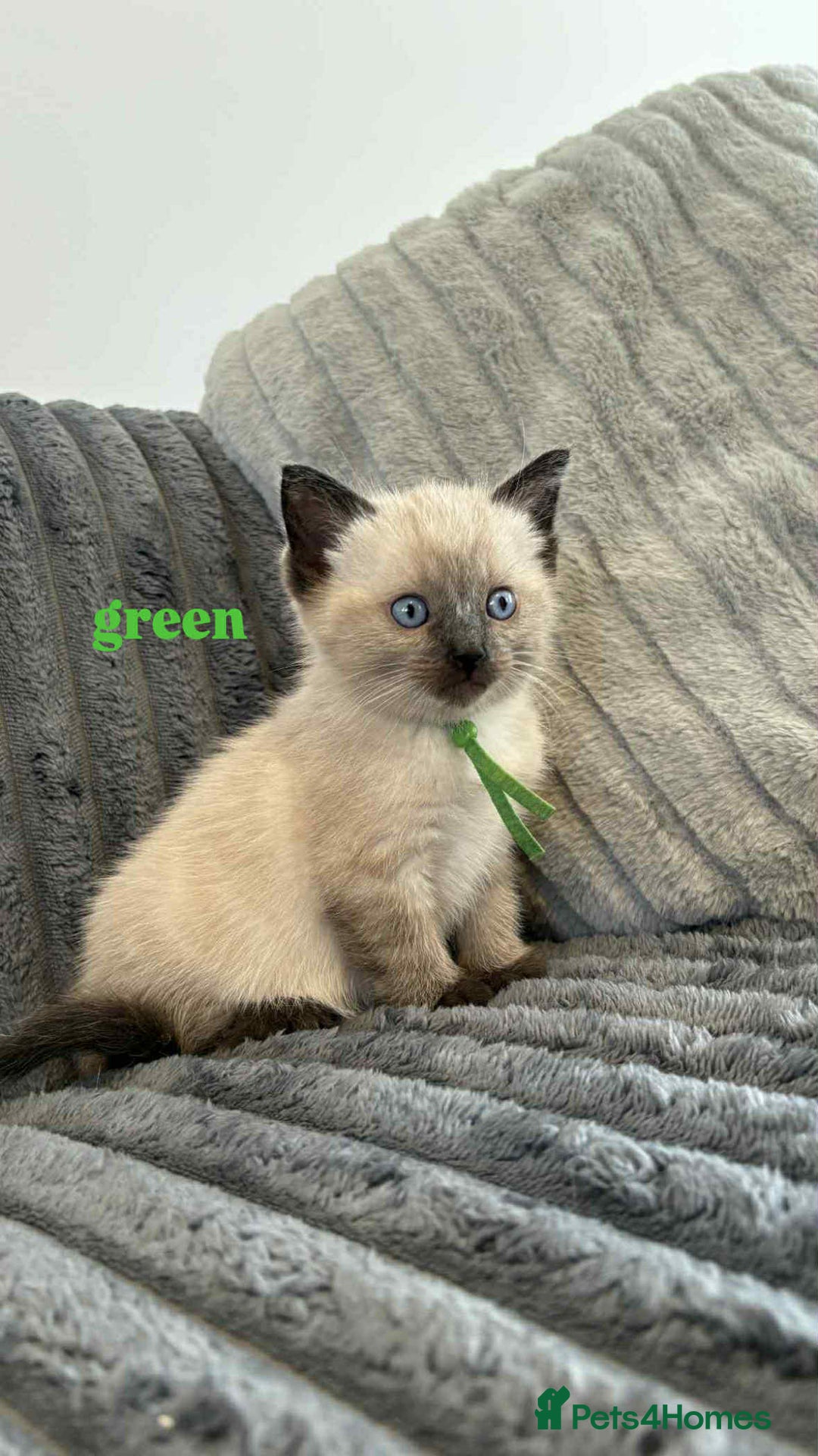 Ragdoll cats for sale: 5 Adorable Ragdoll Kittens🐾 - Image 16