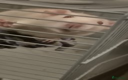Rat rodents for sale: Salt the lovely rat  - Image 5