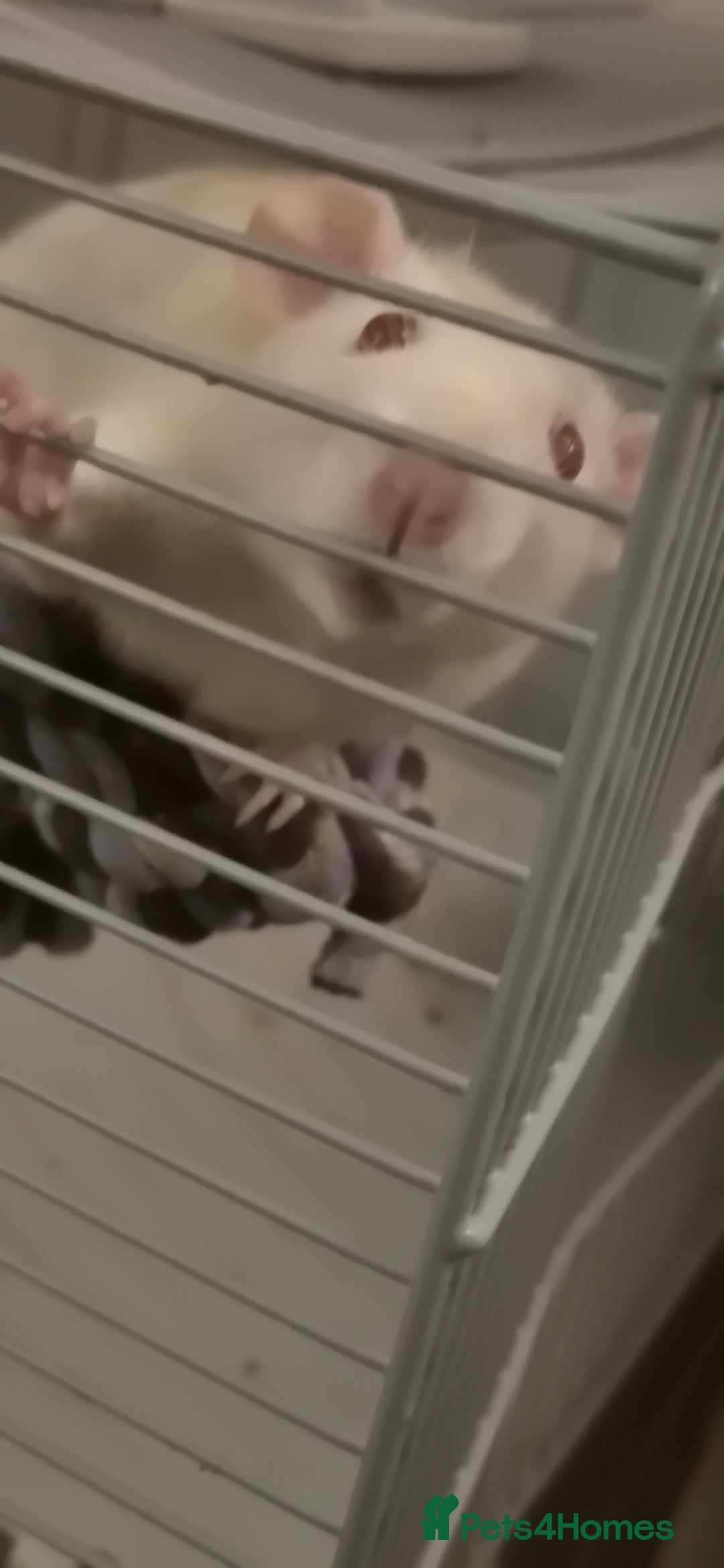 Rat rodents for sale: Salt the lovely rat  - Image 5
