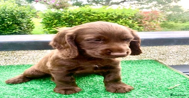 Cocker Spaniel dogs - Advert 3