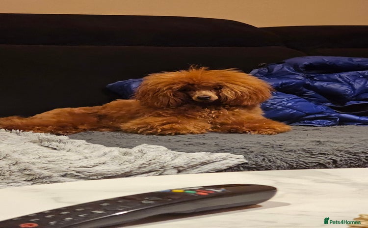 Toy Poodle dogs - Advert 3