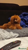 Toy Poodle dogs - Advert 6