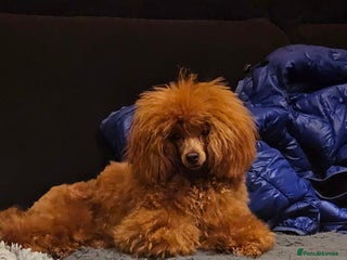 Toy Poodle dogs for sale - Advert 1