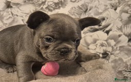 French Bulldog dogs for sale: Last of the litter  - Image 6