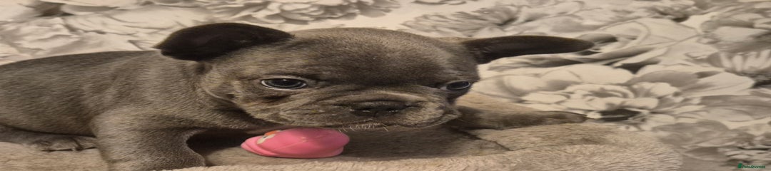 Blue boy  with white  chest 