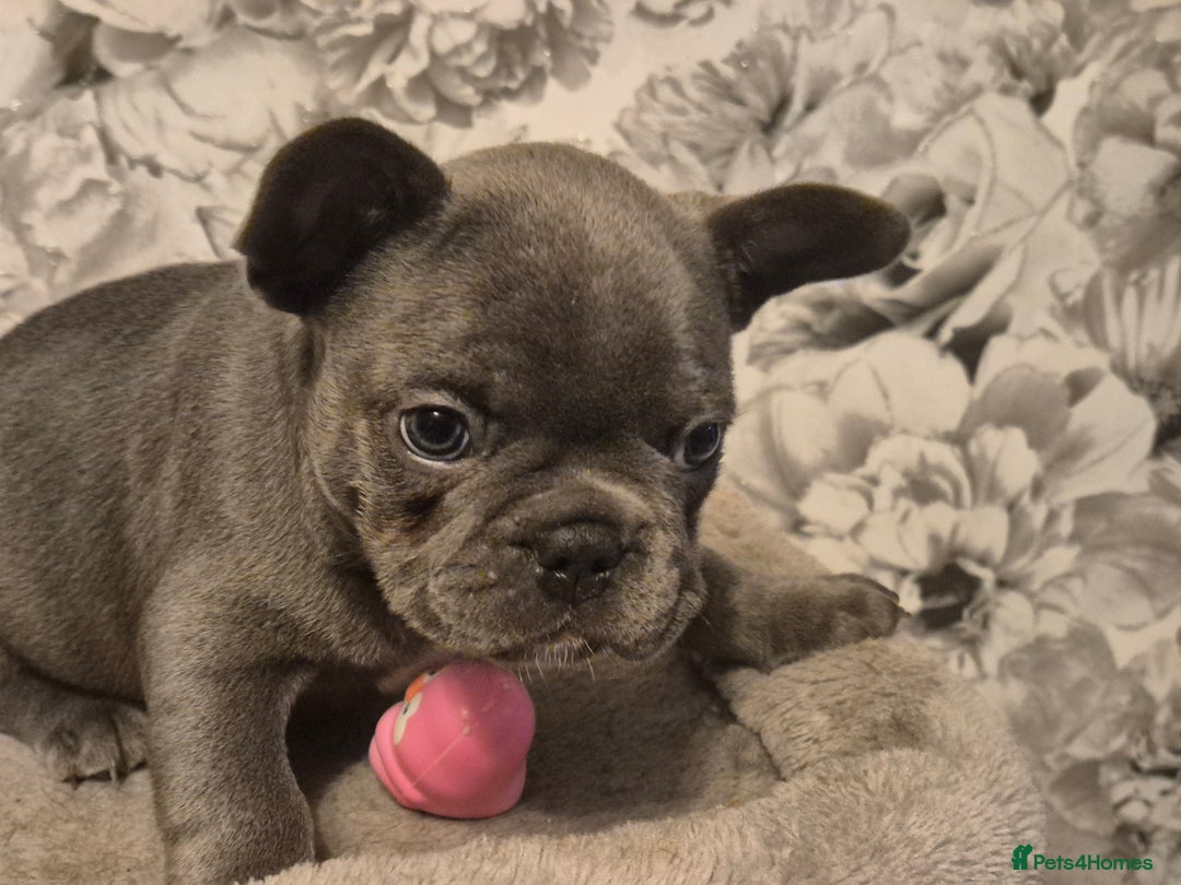French Bulldog dogs for sale: Last of the litter  - Image 6