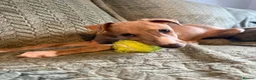 Whippet dogs for sale: 3 Lovely boys  - Advert 4