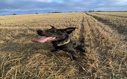 Mixed Breed dogs for sale: Cane Corso-Belgian Malanois cross American Bulldog - Advert 2