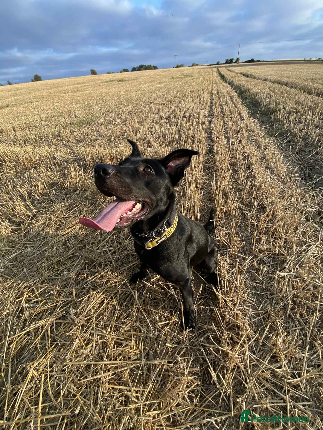 Mixed Breed dogs for sale: Cane Corso-Belgian Malanois cross American Bulldog - Advert 2