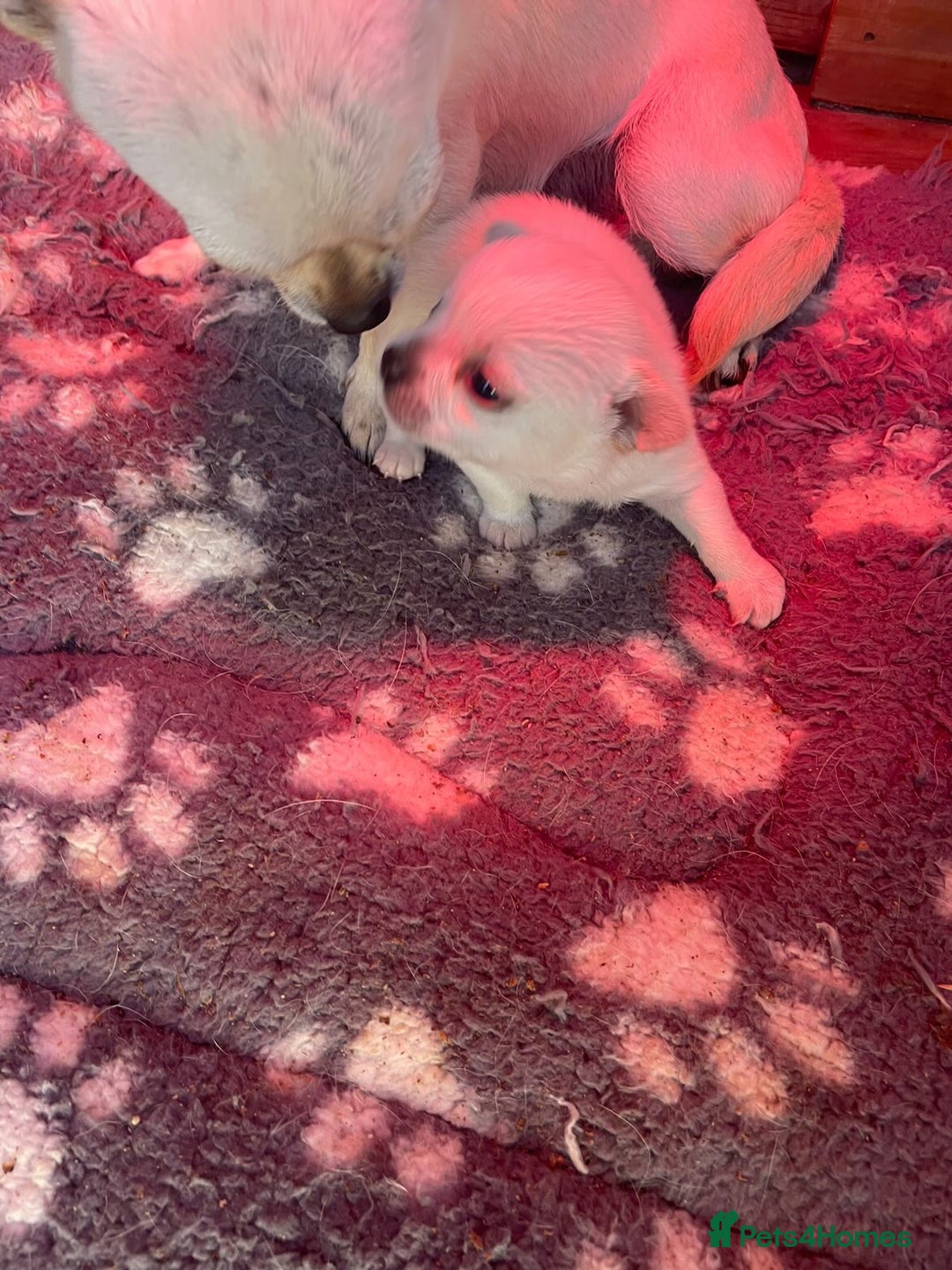 Chihuahua dogs for sale: Chunky Chihuahua puppy  - Image 4