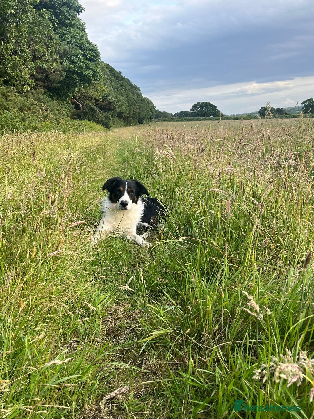 Mixed Breed dogs for sale: Cocker Collie puppies  - Image 3