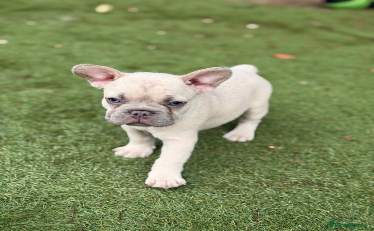 French Bulldog dogs - Advert 4