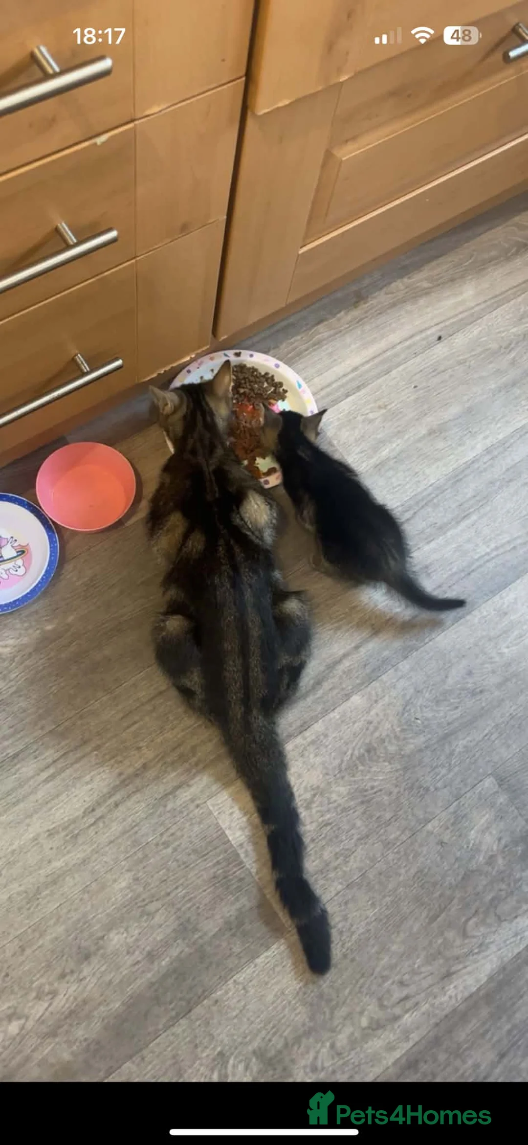 American Shorthair cats for sale: 4 kittens for sale  in Crewe - Advert 2