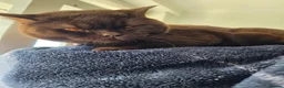 British Shorthair cats for sale: Pablo is a chocolate cinnamon - Advert 9