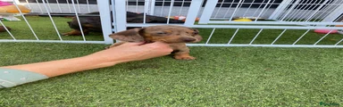 Miniature Dachshund 2