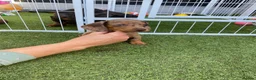 Miniature Dachshund dogs for sale: 6 beautiful miniature dachshund  in Wickford - Advert 6